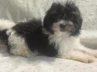 Adam, a male Maltipoo for sale in High Point, NC – 5 of 9