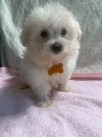 Hazel, a female Maltipoo for sale in High Point, NC – 5 of 10