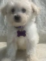 Charles, a male Maltipoo for sale in High Point, NC – 3 of 10
