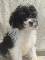 Adam, a male Maltipoo for sale in High Point, NC – 2 of 9