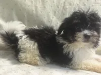 Adam, a male Maltipoo for sale in High Point, NC – 8 of 9