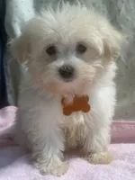 Hazel, a female Maltipoo for sale in High Point, NC – 7 of 10