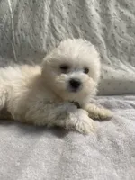 Biscuit, a male Maltipoo for sale in High Point, NC – 2 of 10