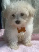 Hazel, a female Maltipoo for sale in High Point, NC – 3 of 10