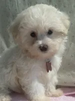 Gigi, a female Maltipoo for sale in High Point, NC – 7 of 10
