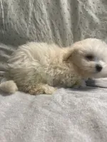 Biscuit, a male Maltipoo for sale in High Point, NC – 4 of 10