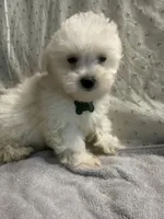 Biscuit, a male Maltipoo for sale in High Point, NC – 6 of 10