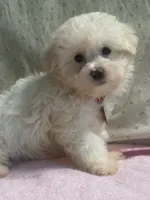 Gigi, a female Maltipoo for sale in High Point, NC – 4 of 10