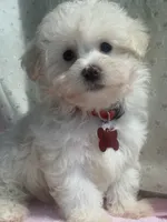Gigi, a female Maltipoo for sale in High Point, NC – 1 of 10