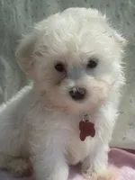 Gigi, a female Maltipoo for sale in High Point, NC – 9 of 10