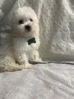 Biscuit, a male Maltipoo for sale in High Point, NC – 8 of 10