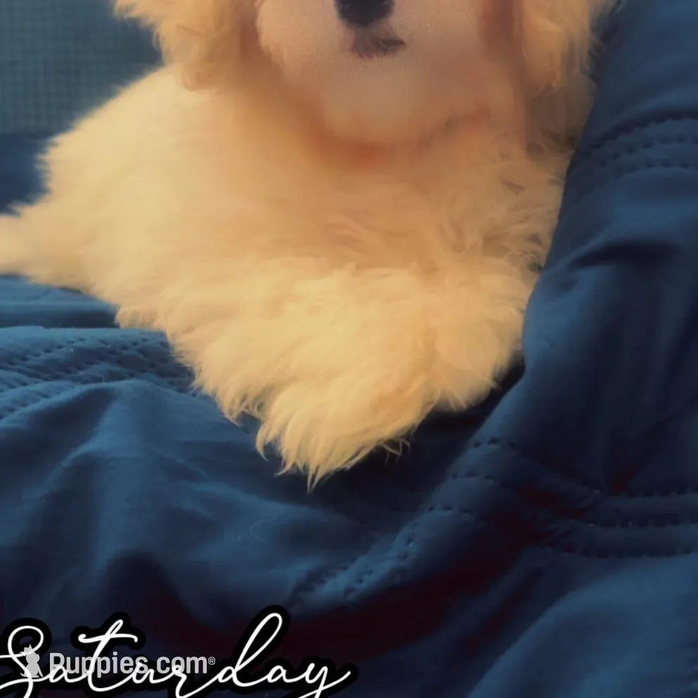 Puppy 1 Female, a female Maltipoo for sale in High Point, NC – Photo 6 of 10