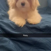 Puppy 1 Female, a female Maltipoo for sale in High Point, NC – Photo 7 of 10