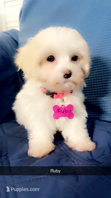 Ruby, a female Maltipoo for sale in High Point, NC – Photo 1 of 10