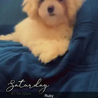 Puppy 1 Female, a female Maltipoo for sale in High Point, NC – Photo 1 of 10