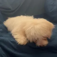 Puppy 1 Female, a female Maltipoo for sale in High Point, NC – Photo 5 of 10