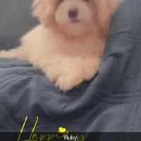 Puppy 1 Female, a female Maltipoo for sale in High Point, NC – Photo 10 of 10