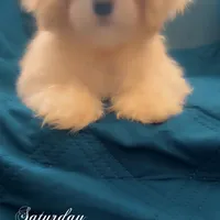 Puppy 1 Female, a female Maltipoo for sale in High Point, NC – Photo 2 of 10