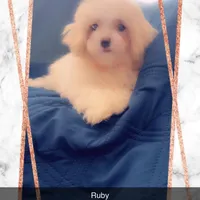 Puppy 1 Female, a female Maltipoo for sale in High Point, NC – Photo 9 of 10