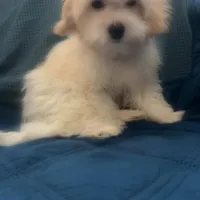 Puppy 2 Male, a male Maltipoo for sale in High Point, NC – Photo 6 of 10
