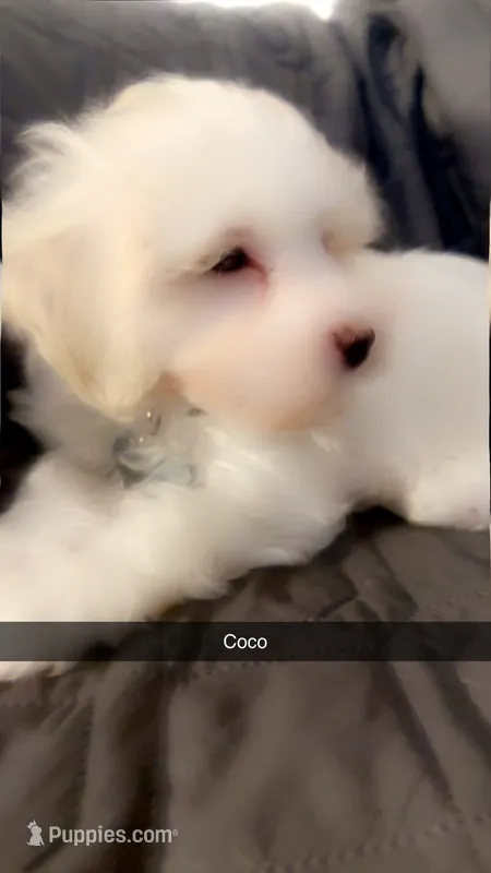 Coco