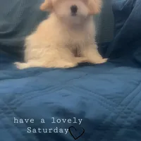 Puppy 2 Male, a male Maltipoo for sale in High Point, NC – Photo 10 of 10