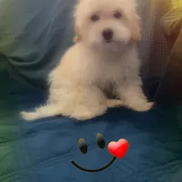 Puppy 2 Male, a male Maltipoo for sale in High Point, NC – Photo 9 of 10