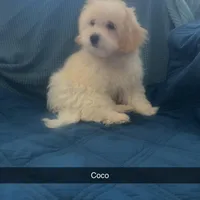 Puppy 2 Male, a male Maltipoo for sale in High Point, NC – Photo 5 of 10