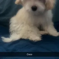 Puppy 2 Male, a male Maltipoo for sale in High Point, NC – Photo 4 of 10