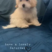 Puppy 2 Male, a male Maltipoo for sale in High Point, NC – Photo 8 of 10