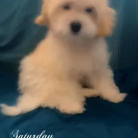 Puppy 2 Male, a male Maltipoo for sale in High Point, NC – Photo 2 of 10
