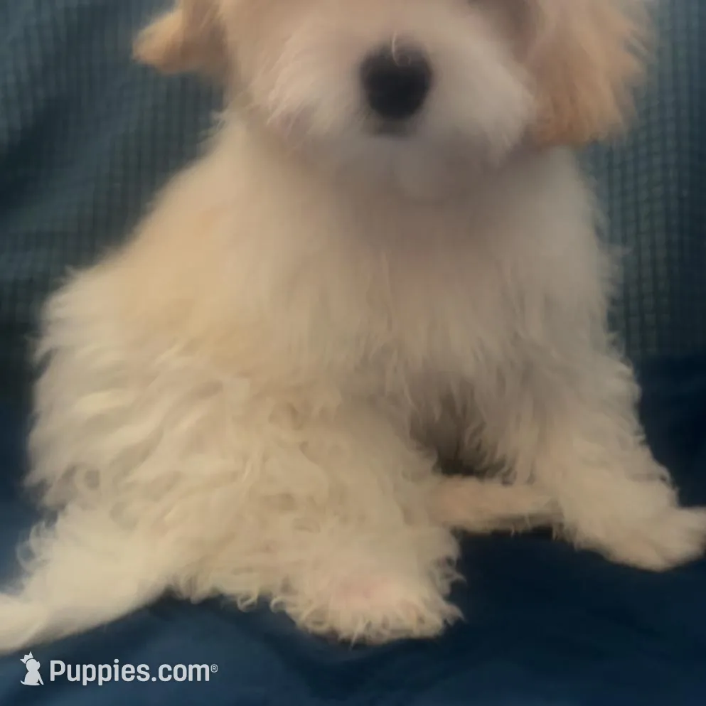 Puppy 2 Male, a male Maltipoo for sale in High Point, NC – Photo 3 of 10