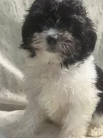 Adam, a male Maltipoo for sale in High Point, NC – 7 of 9