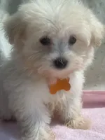 Hazel, a female Maltipoo for sale in High Point, NC – 4 of 10