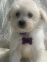 Charles, a male Maltipoo for sale in High Point, NC – 7 of 10