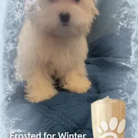 Puppy 3 Female, a female Maltipoo for sale in High Point, NC – Photo 10 of 10