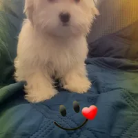 Puppy 3 Female, a female Maltipoo for sale in High Point, NC – Photo 7 of 10