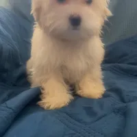 Puppy 3 Female, a female Maltipoo for sale in High Point, NC – Photo 2 of 10