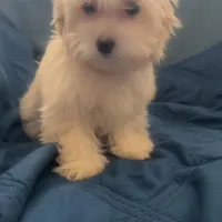 Puppy 3 Female, a female Maltipoo for sale in High Point, NC – Photo 4 of 10