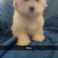 Puppy 3 Female, a female Maltipoo for sale in High Point, NC – Photo 1 of 10