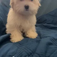 Puppy 3 Female, a female Maltipoo for sale in High Point, NC – Photo 8 of 10