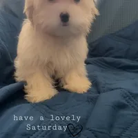 Puppy 3 Female, a female Maltipoo for sale in High Point, NC – Photo 9 of 10