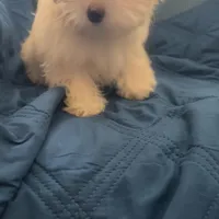 Puppy 3 Female, a female Maltipoo for sale in High Point, NC – Photo 6 of 10