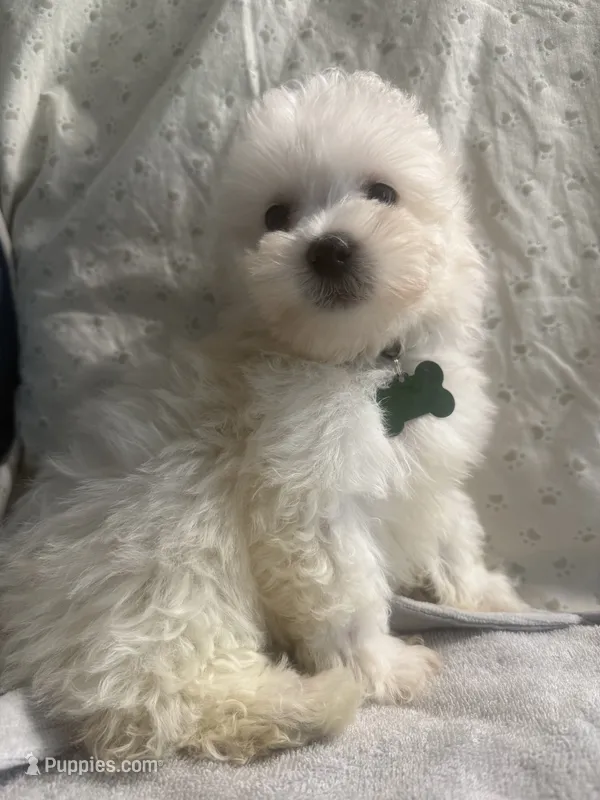 Biscuit – Maltipoo puppy for sale in High Point, NC