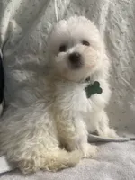 Biscuit, a male Maltipoo for sale in High Point, NC – 1 of 10