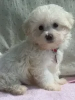 Gigi, a female Maltipoo for sale in High Point, NC – 2 of 10