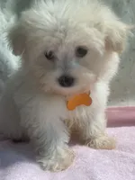 Hazel, a female Maltipoo for sale in High Point, NC – 6 of 10
