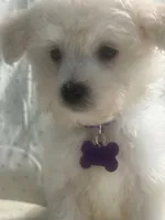 Charles, a male Maltipoo for sale in High Point, NC – 1 of 10