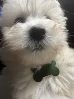 Biscuit, a male Maltipoo for sale in High Point, NC – 10 of 10