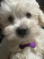 Charles, a male Maltipoo for sale in High Point, NC – 9 of 10